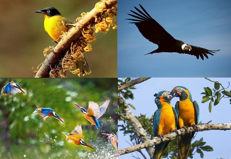 Birdwatcher's Heaven Boliana bolivia