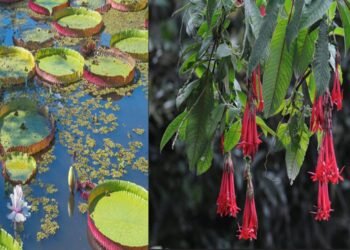 Explore Boliana Floral Wonderland