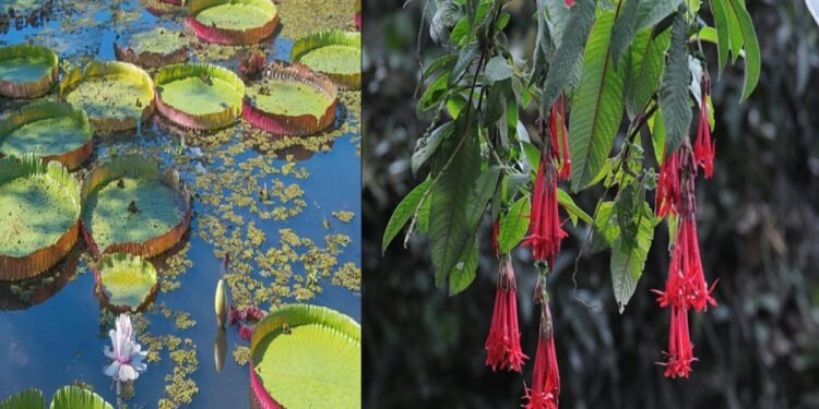 Explore Boliana Floral Wonderland