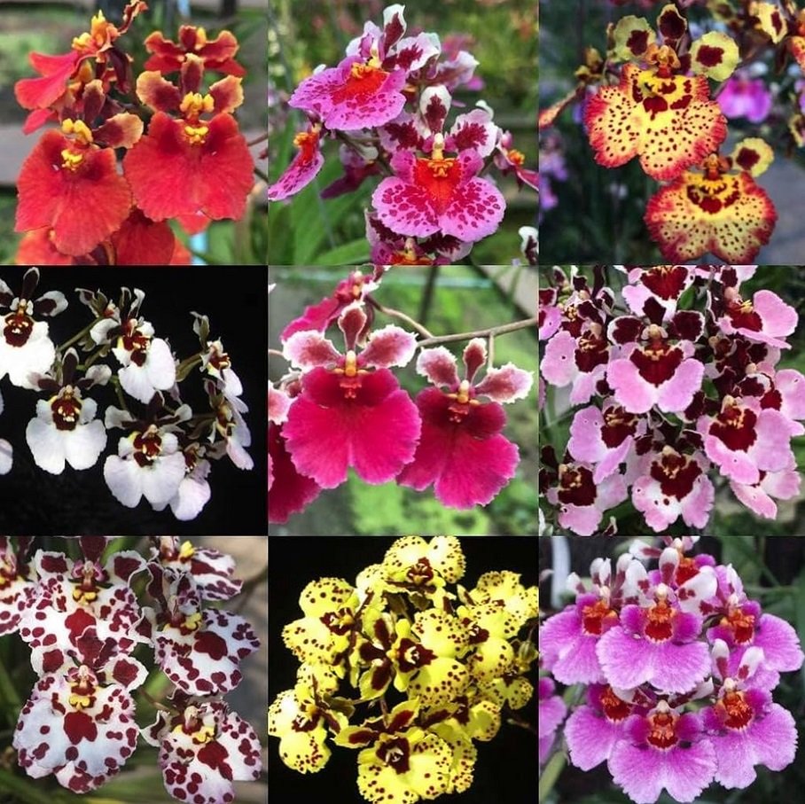 Harmony of Orchids in Boliana