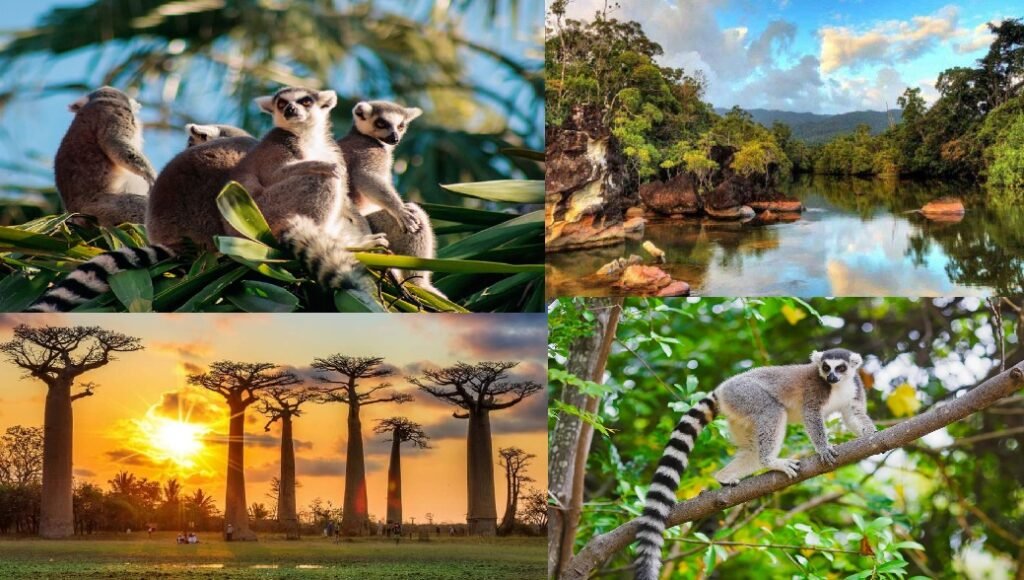  Madagascar - A Wildlife Wonderland