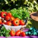 vegetable gardening