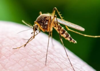 Triple E, triple e virus treatment, triple e virus symptoms, triple e virus