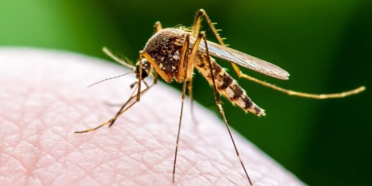 Triple E, triple e virus treatment, triple e virus symptoms, triple e virus