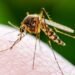 Triple E, triple e virus treatment, triple e virus symptoms, triple e virus