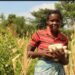 Zambia