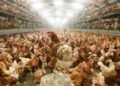 Bird Flu