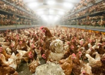 Bird Flu