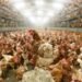 Bird Flu